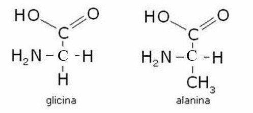 Glicina ed alanina