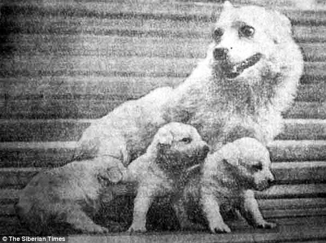 Cani, Krasavka ed i suoi cuccioli. Credito: The siberian times
